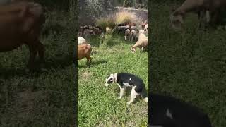 El ganado comiendo hierba