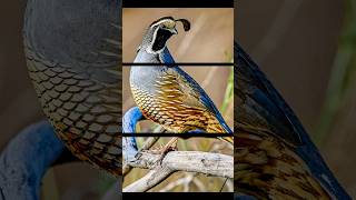 California Quail and Male Peacock from my recent visit to nearby park #subscribe #birds #shorts