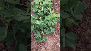 Ground nut plant #nutrition #protein #delicious #shorts