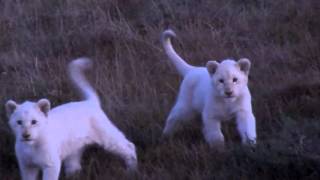 White Lion Cubs