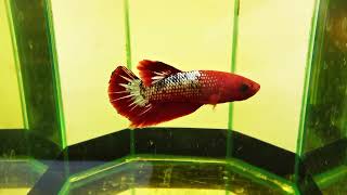 Betta cod. 647 #betta #acquarium #fish www.lamangrovia.com