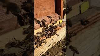 What's REALLY Happening To Bees This Fall? #beeslife #shorts #beekeeping #beesound