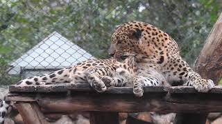 Big Cat Video Clip Free/Wild Life Video Clip/HD Quality Video Clip/Power Lines