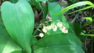 Lily of the valley, rugged shade loving spring flower