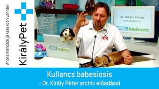 Kullancs babesiosis