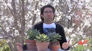 Plant Sale 2016 - Succulent Selection