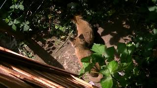 Fox Cubs. Waterlooville 09/05/2020