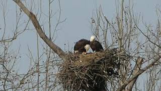 March 10 2019 Bald Eagel Nest fish dinner