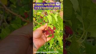 Mulberry Juicy fruit from my home lotus garden. Morus alba. Medicinal Mulberry fruits #garden #lotus