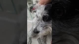 Look at my eyes! Adorable cute dog Schnauzer #cute #dog #doglovers #schnauzer #animallover  #shorts