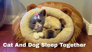 Cat and Dog Sharing a Sleeping bed