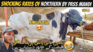 BIGGEST BULL OF ASIA BABA SALEEM 🐂 | Northern Bypass Cow Mandi ❤️ | Cow Mandi 2024  | Cattle Express