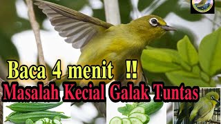 Kecial galak, ini penyebab dan solusinya