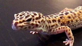 Old Leopard Gecko: What happened to her tail?