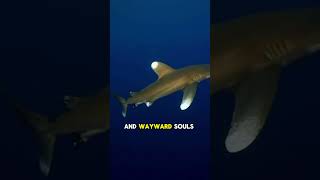 The Haunting Mystery Of Oceanic White Tip Sharks  #sharkfacts #sharkscience #sharks