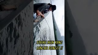 Pecahkan Rekor Ini!! Mancing Ikan Langka yang Belum Pernah Terjadi Sebelumnya!