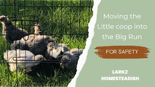 It's Gotta GO! Its no longer safe out there - Moving the little coop