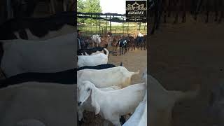 Goat Farming in Pakistan