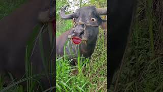 Buffalo must funny videos #buffalocomedy #buffalobills #bufflo#petvideos #animals