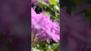 Purple pentas plant flowers || Home Gardening | #flowers #gardening #youtubeshorts