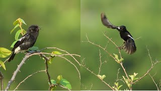 Nature, Colourful Birds & wildlife with relaxing music