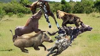 Wild Dogs decided not disengage single Hyena - The power of herd Wild Dogs