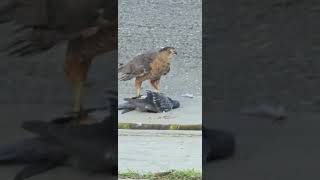 Cooper's Hawk Devours Pigeon🦅🕊️