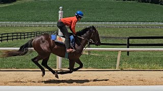 Falcon Blue gallops on 7/11.