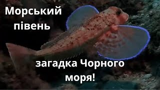 Морський півень Чорного моря: унікальна риба біля берегів України