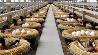 duck egg harvesting - duck egg business at farm - raising laying ducks