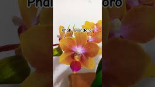 phalaenopsis biondoro #orkide #orchid #flowers #orchids #çiçek #plants #flower #orkidebakımı