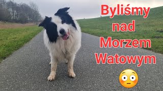 Byliśmy nad Morzem Watowym 😀 Sobotni spacer z #BorderCollie #monio ‎@bordercolliemonio  #dog #pies