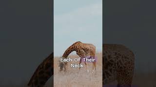 The Neck Of A Giraffe #shorts #facts #giraffe #animals #wildlife #nature #life #environment #science