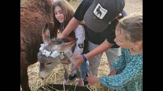 מצוות פטר חמור | ל"ג בעומר תשפ"ג | עץ חיים במרכז העצמה ויזמות לילדים ונוער במושב תלמי אלעזר