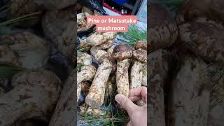 Pine Mushroom #korea #nature #mushroom #shortvideo #shorts #healthyfood