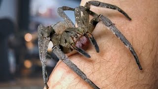 Brazilian Wandering Spider Ends Up In U.K Chef's Kitchen | Envenomated