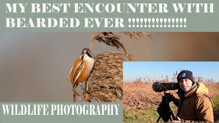 MY BEST ENCOUNTER WITH BEARDED TITS EVER !!!!!/UK WILDLIFE PHOTOGRAPHY