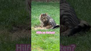 Gardening with paws| Purr-Fekter Rasen Dank unserem Kater😹lustige Katzenvideos 😻 #shorts #cats