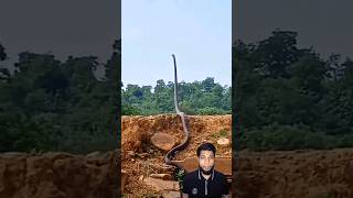 king-cobra! animals 💚 dangerous moment 🐍#shorts #animals #kingcobra