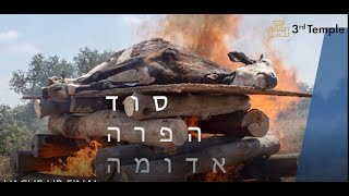 סוד פרה אדומה