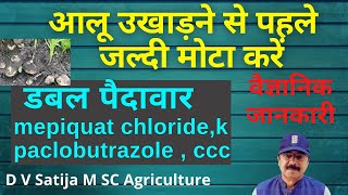 aalu ko jaldi mota kare | potato fast double production | mepiquat chloride , ccc, paclobutrazole |