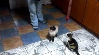 very funny crazy cats