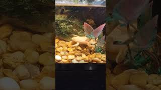 My African Clawed Frog Catching a Fish 😲😳 #fypyoutube #wildlife #wow #animals #viral