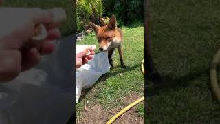 Feeding the garden fox