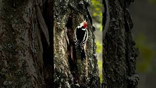 Miiddle Spotted Woodpecker Feeding in a Birch Grove #shorts