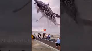 SubhanAllah world biggest fish #subscribe#like#viralshort#fish#islamicstudio