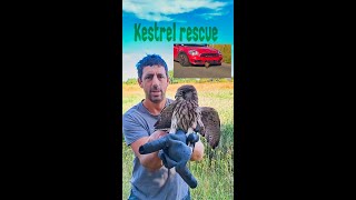 Kestrel Rescue