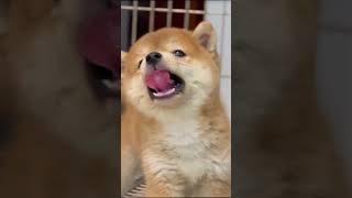 Compilation of Cutest Puppies Ever: 60 Seconds of Pure Joy! 🐶❤️ #shortvideo #shorts #cute #cutepuppy