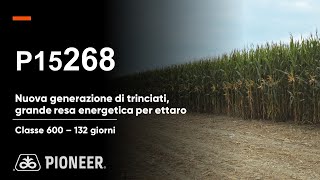 P15268: la nuova generazione di mais da trinciato. Grande resa energetica ad ettaro.