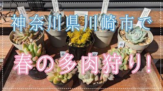 【多肉植物】神奈川県川崎市で春の多肉狩り！